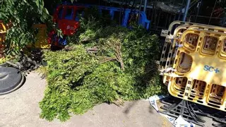 La Policía Local de Santa Coloma intercepta a dos furtivos que habían recogido ilegalmente 400 kilos de lentisco