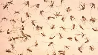 Tu casa a salvo de mosquitos, polen y polvo: ¿Cuál es la