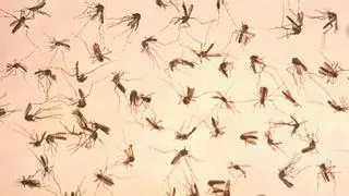 Los 4 ingredientes que tienes en casa para crear esta trampa contra los mosquitos