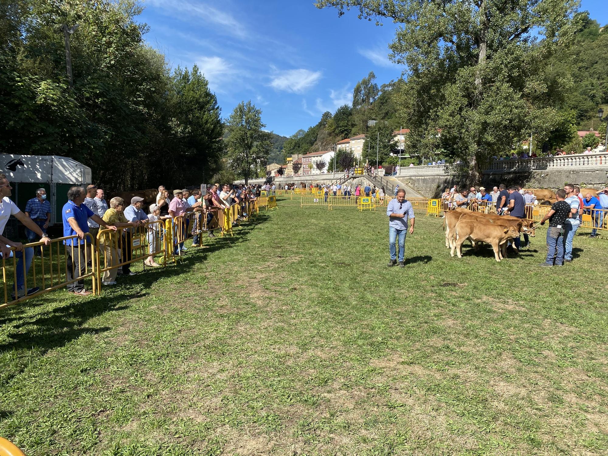 Concurso de ganado en la Feria de San Martín