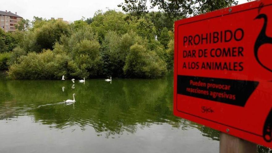 Aves, ayer, en el estanque del parque de Isabel la Católica.