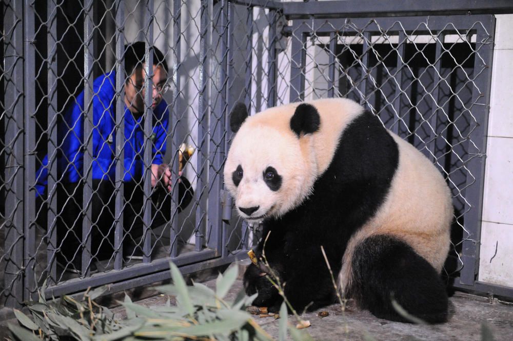 A breeder feeds U.S.-born giant female panda Bao ...
