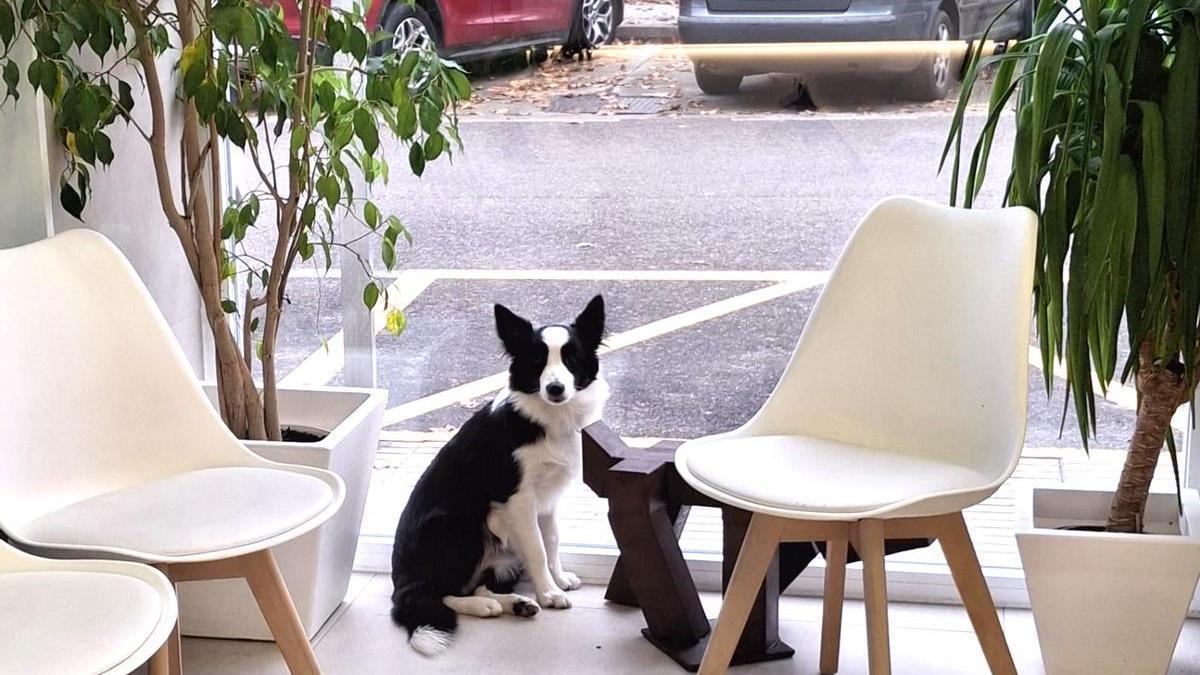 Perro en la Clínica Veterinaria María Auxiliadora