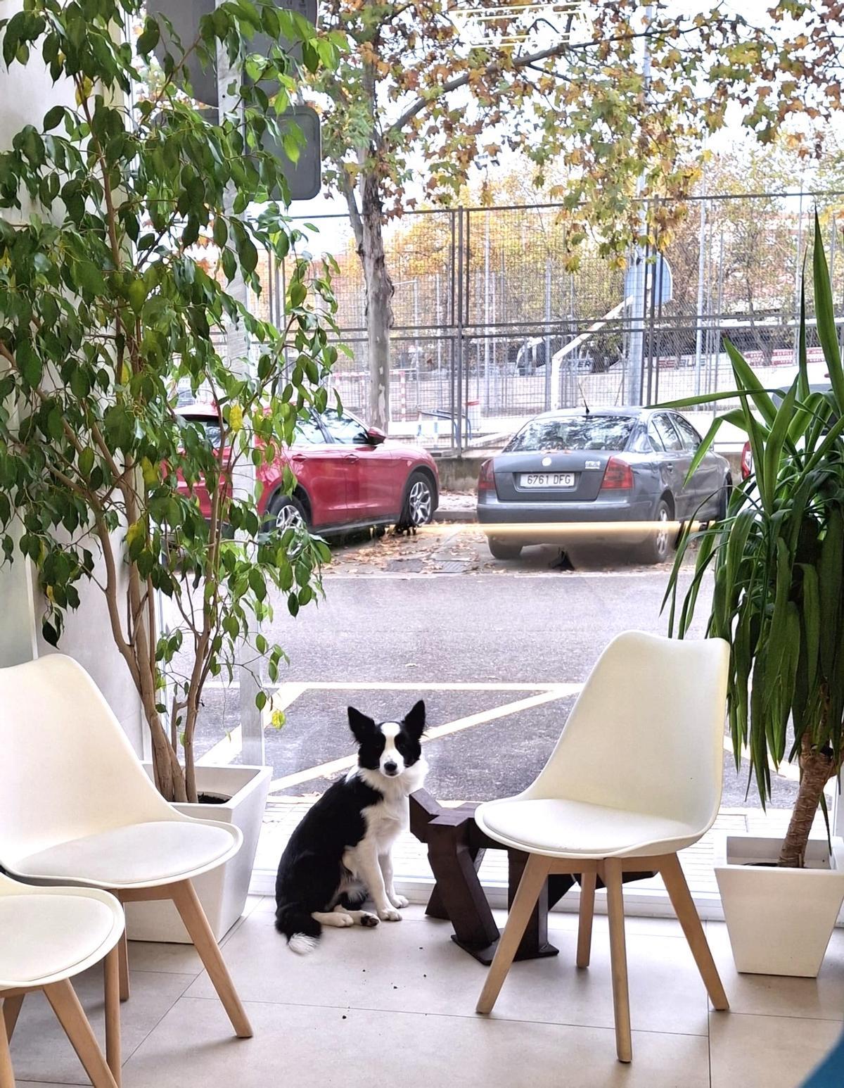 Perro en la Clínica Veterinaria María Auxiliadora
