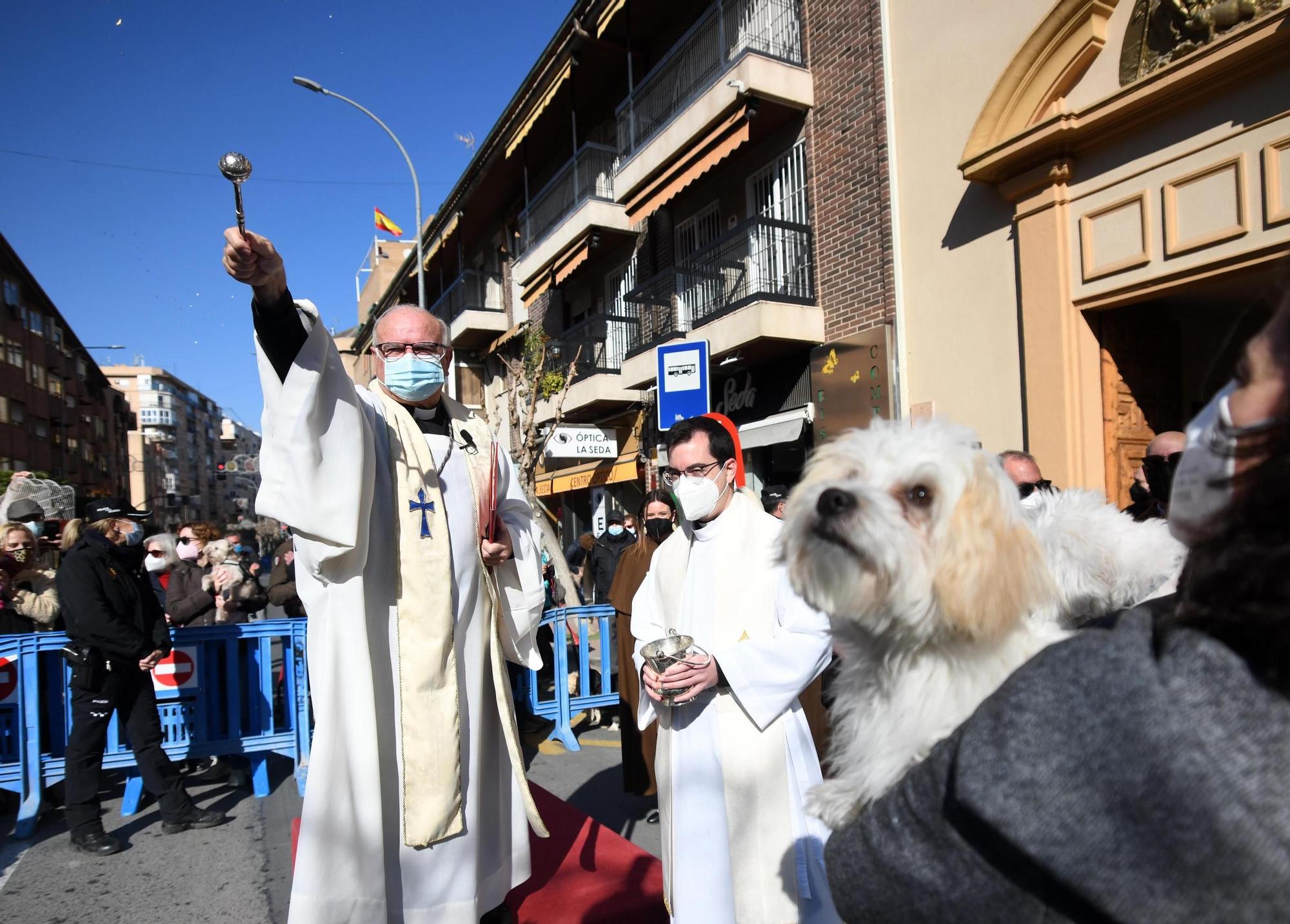 Las mascotas reciben su bendición por San Antón en Murcia (II)