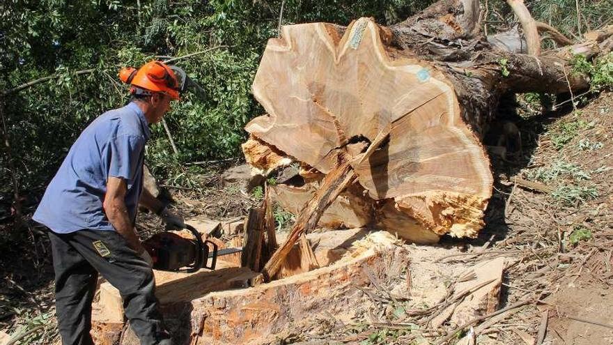 Un trabajador cortando un eucalipto en una parroquia de Cangas do Morrazo.  // Santos Álvarez