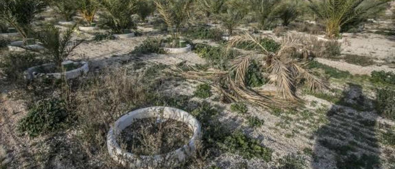 El Ayuntamiento limpiará y podará el Huerto de los Niños