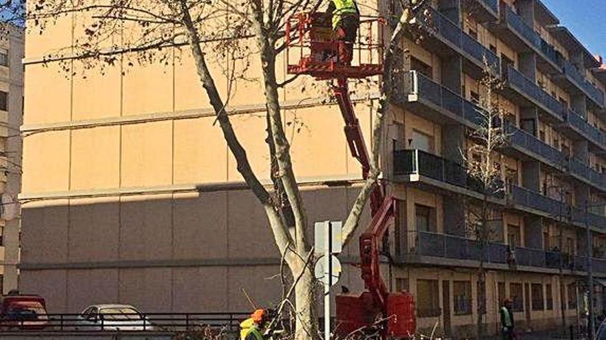 Figueres Tasques de poda d&#039;arbrat a l&#039;avinguda Perpinyà