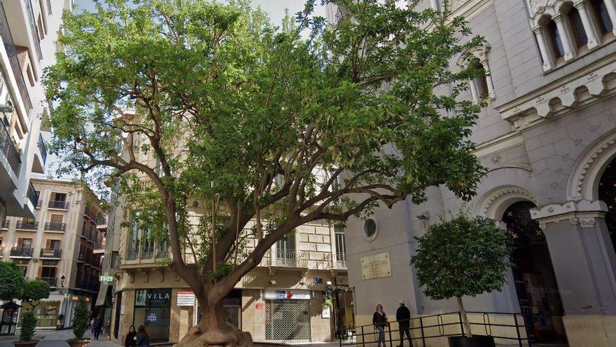 Cae una rama de 4 metros del árbol de la plaza San Bartolomé de Murcia