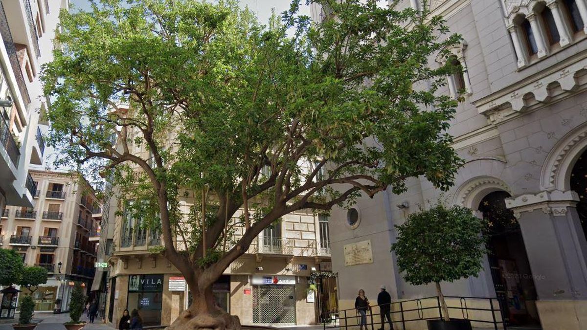 Árbol de la plaza San Bartolomé en Murcia