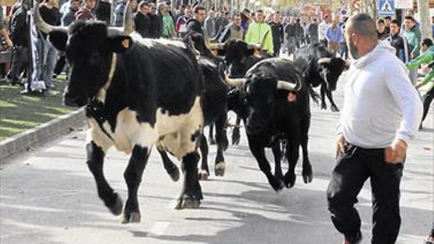 Los toros toman de nuevo las calles benicenses