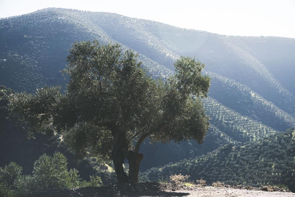 Olivar de Sierra en Los Pedroches