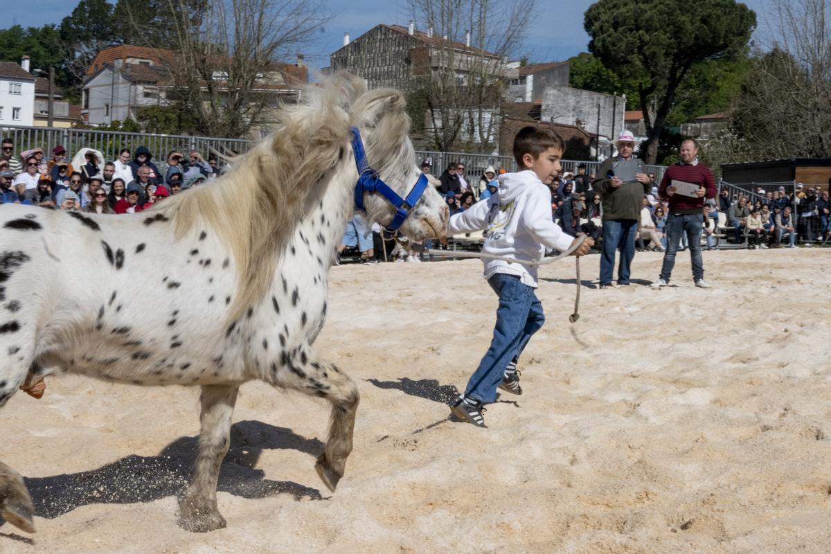 Os ponis foron un dos atractivos na Festa Cabalar de Padrón.