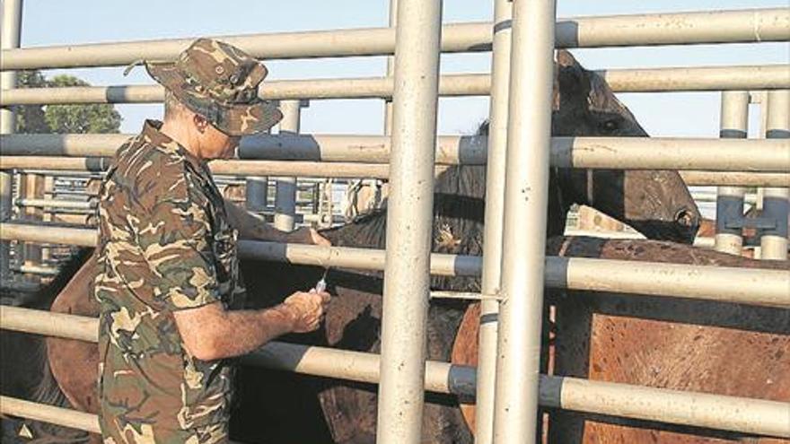 Una jornada analiza la calidad seminal del caballo