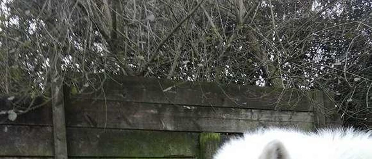 Ernesto Junco con el lobo de su zoo de Cangas de Onís.