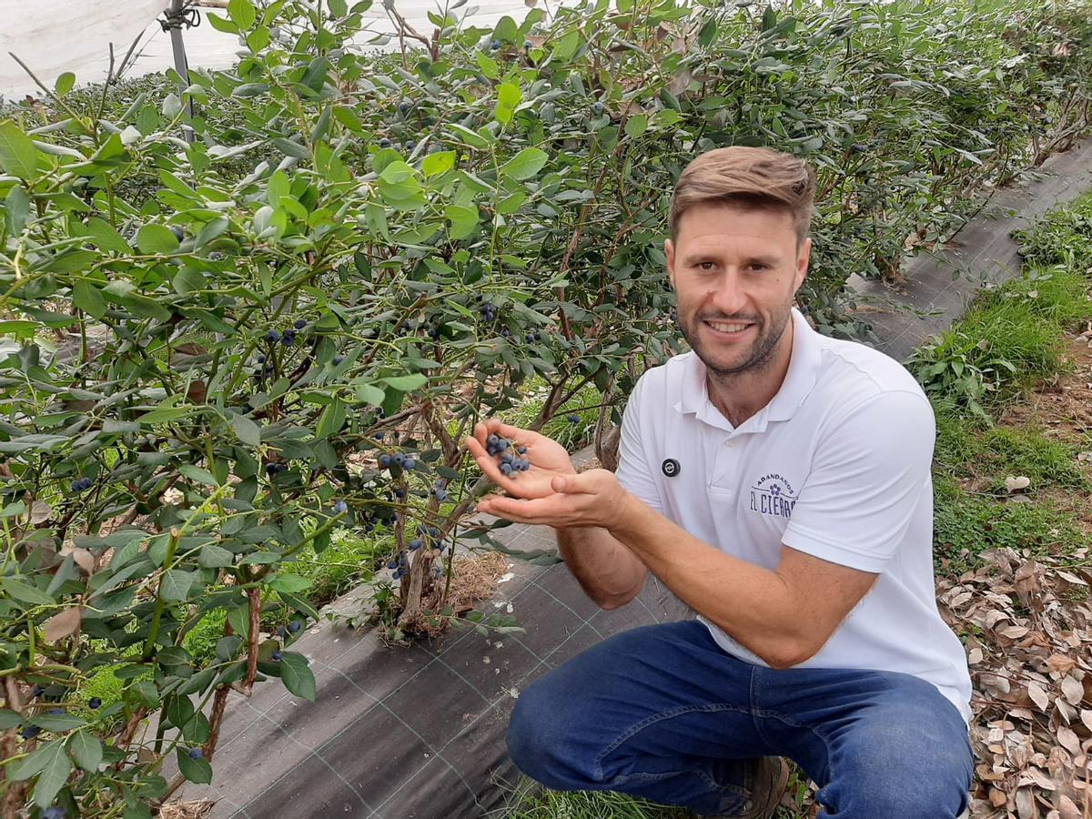 Adrián García muestra una piña de arándanos en su finca