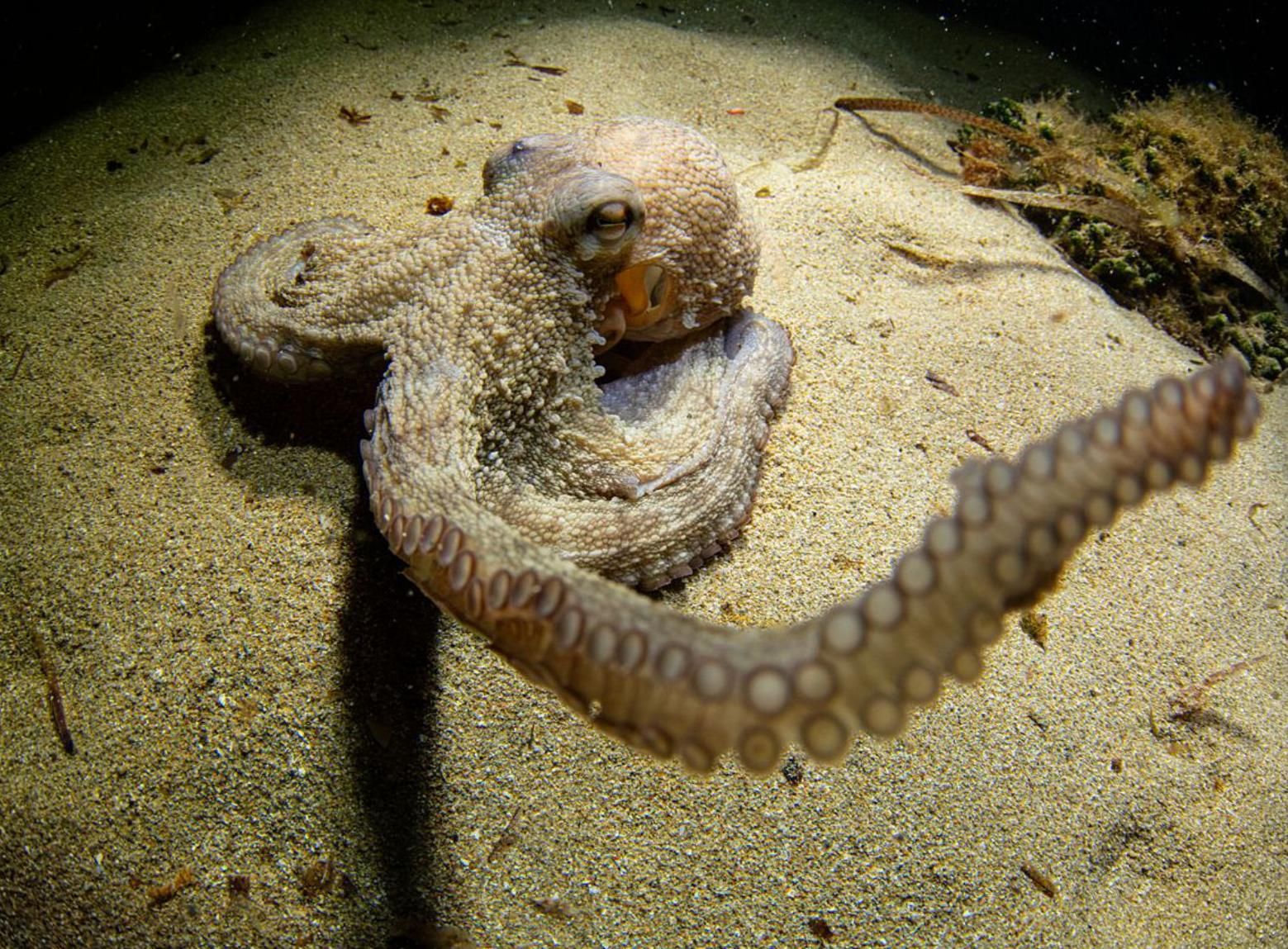 Pulpo en Sant Miquel