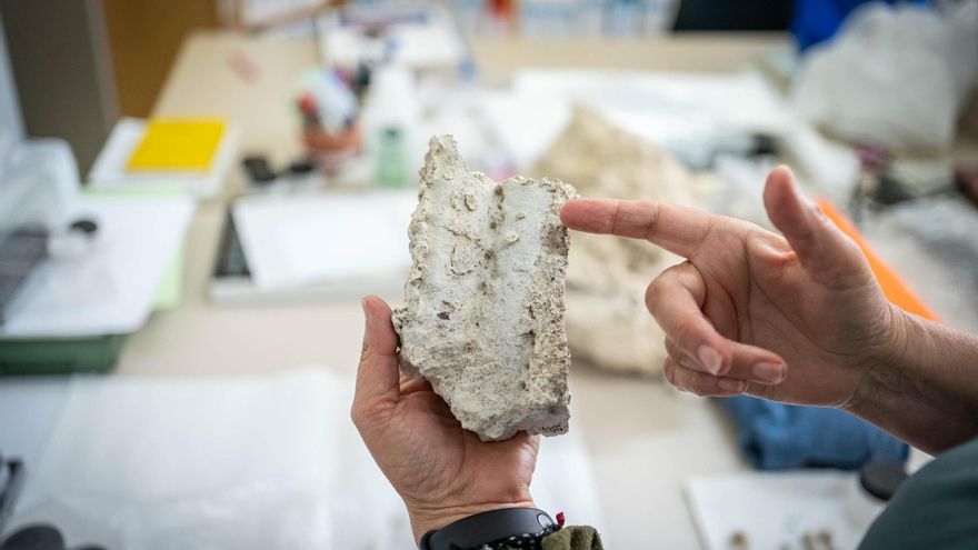 El limbo legal del patrimonio paleontológico canario pone en riesgo su conservación