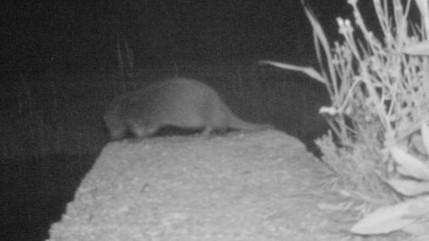 Imagen de una nutria captada en El Hondo.