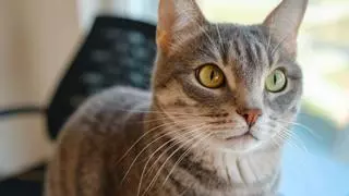 Ni el friegasuelos ni el limpiacristales: los elementos comunes en casa que más intoxican a los gatos sin que te des cuenta