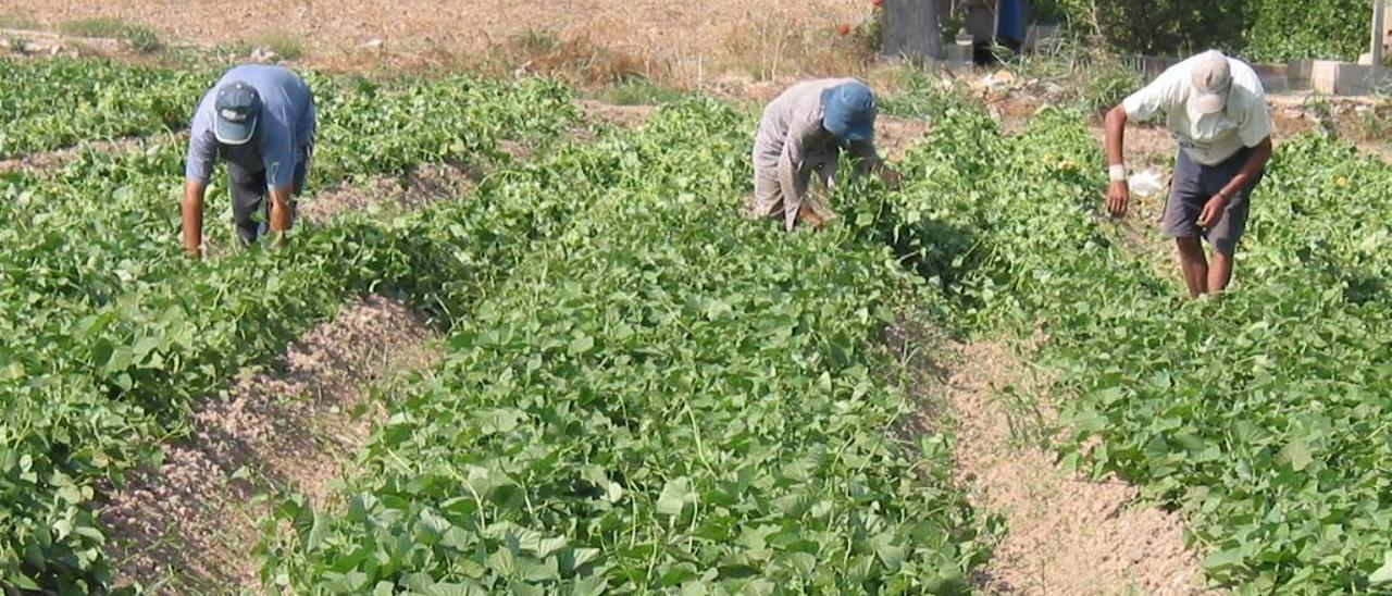 Imagen de archivo de trabajadores del campo en la provincia.