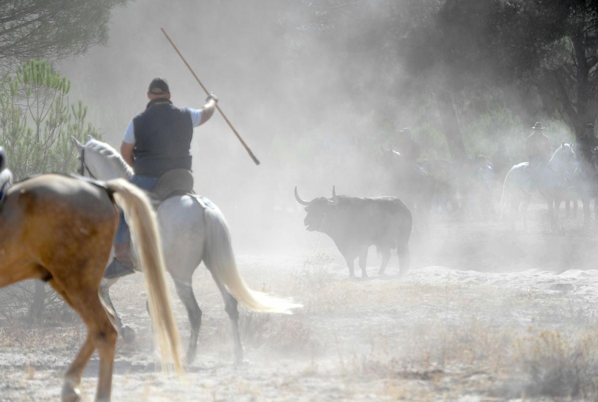 Los festejos del Toro de la Vega, en imágenes