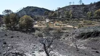 Mor una de les dones hospitalitzades per l'incendi de Los Gallardos (Almeria) i s'eleven a 13 els morts