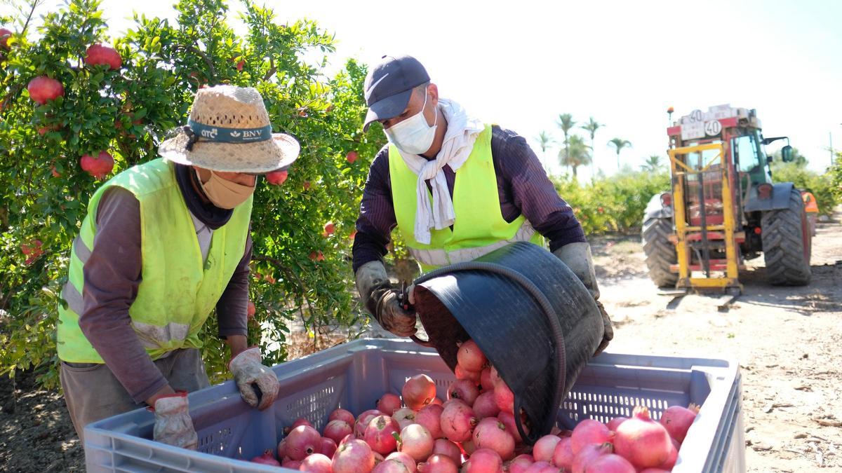 Abdelkader, con un compañero descargando las granadas en un cajón, en una finca de Elche. 