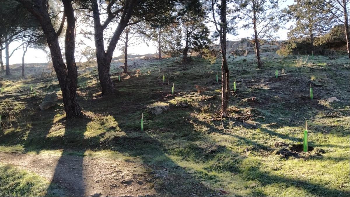 Resultados del plan Renaturaliza en el bosque de Valorio de Zamora: plantación de 4.400 árboles