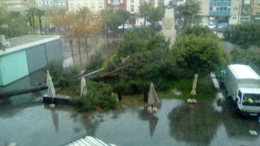 El viento derriba árboles de gran envergadura