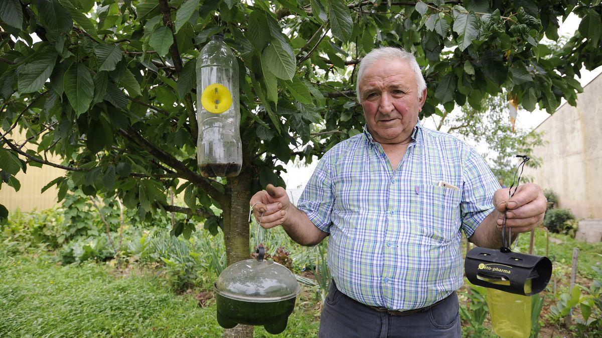 Lalín premiará a la parroquia que cace más reinas velutinas