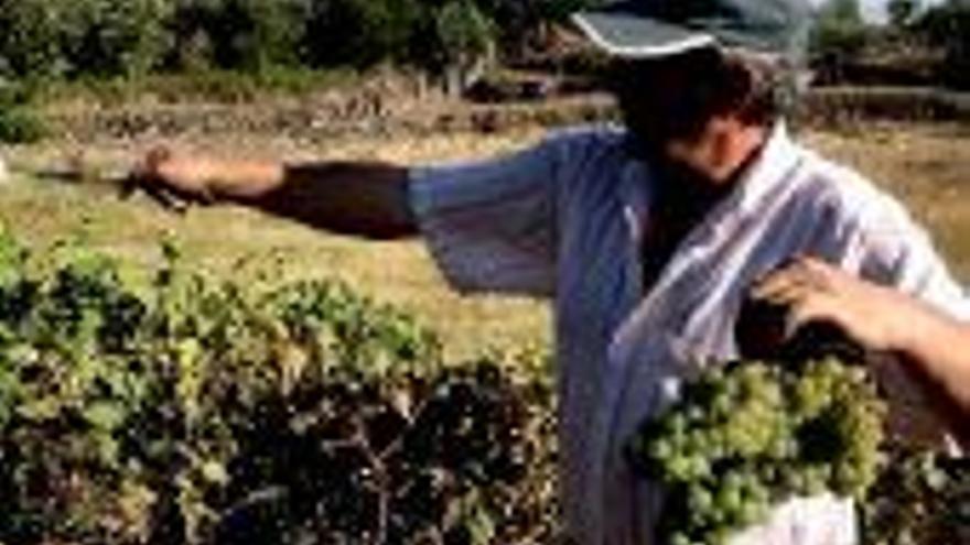 Sierra de Gata creará una línea específica de vinos ecológicos