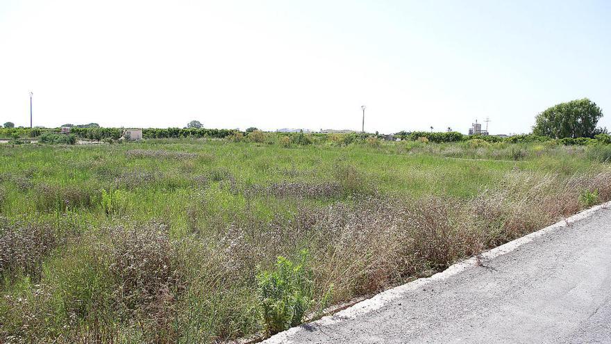 Campo abandonado en Puçol.