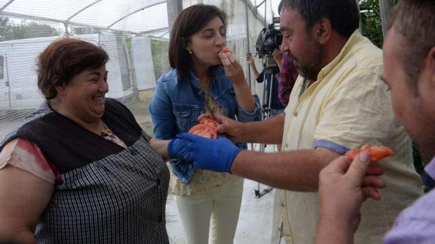 La conselleira de Medio Rural prueba unos tomates cultivados por un socio de Horsal. // Noé Parga