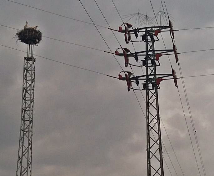 Los tendidos eléctricos, una trampa mortal.