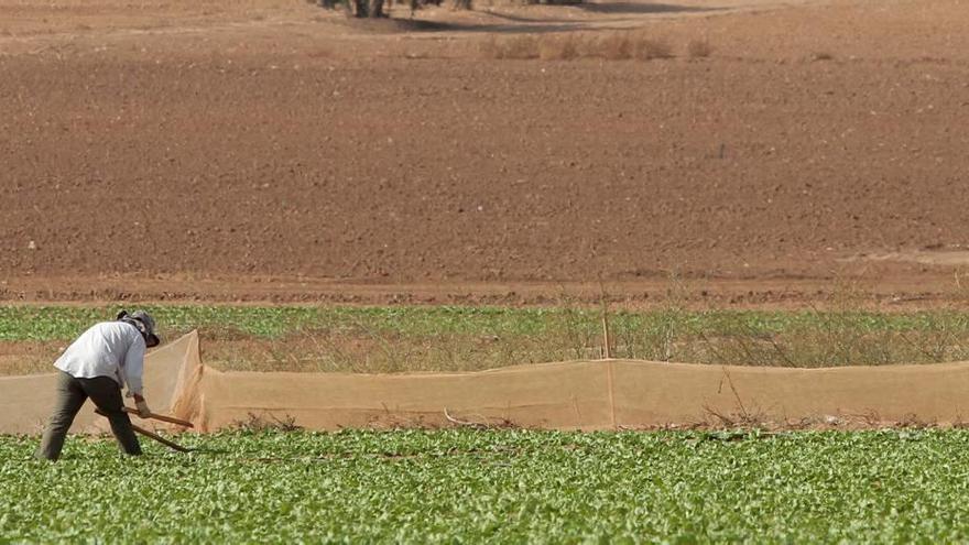 Un jornalero  trabaja en una finca del Campo de Cartagena.