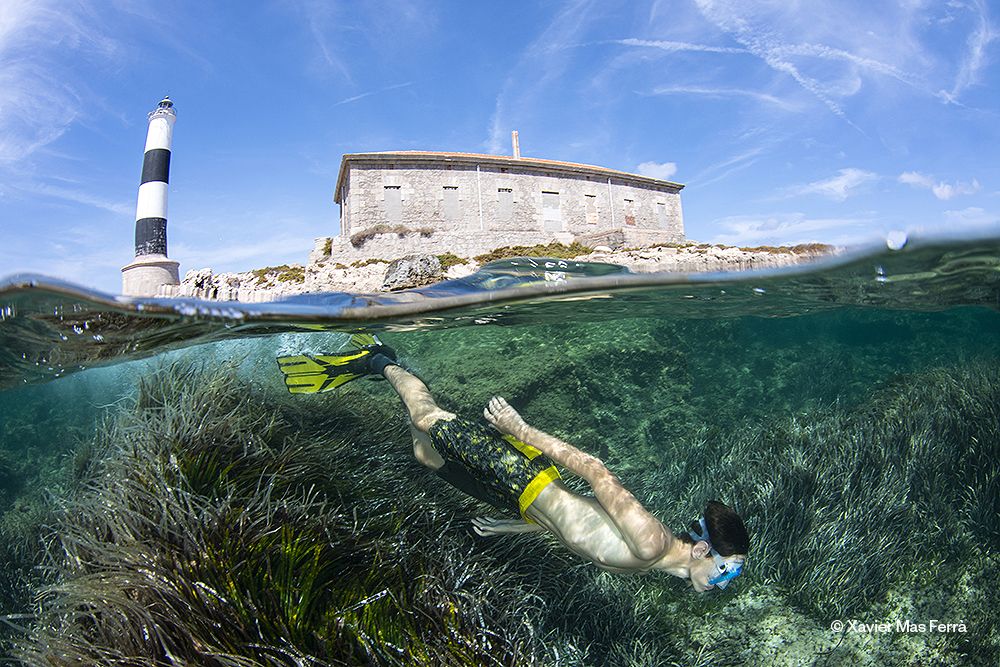 Quallen, Haie, aber auch Müll: Die besten Meeresfotos, die 2023 auf Mallorca entstanden