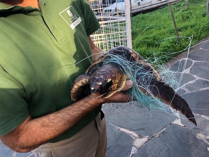 La conciencia de un jubilado y un corredor salvan a dos tortugas enredadas en El Confital