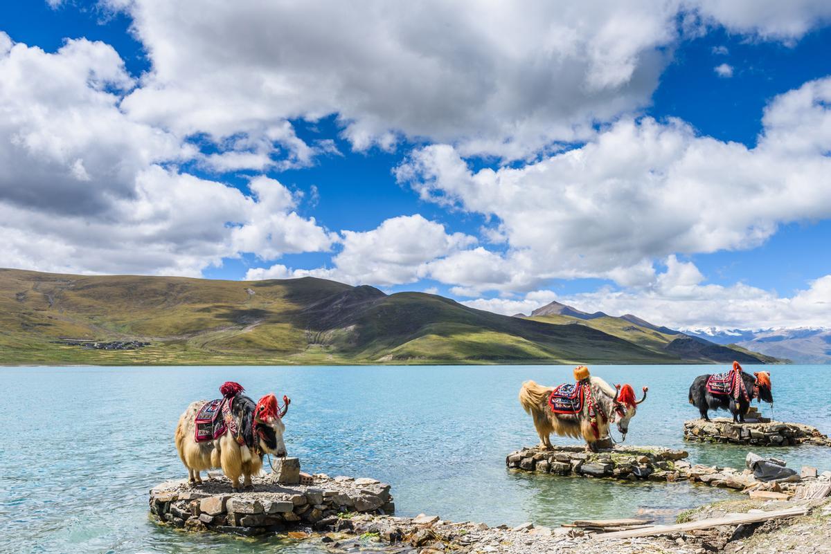 Yaks en el Lago Yamdrok es un lago de agua dulce y uno de los tres lagos sagrados más grandes en el Tíbet, China