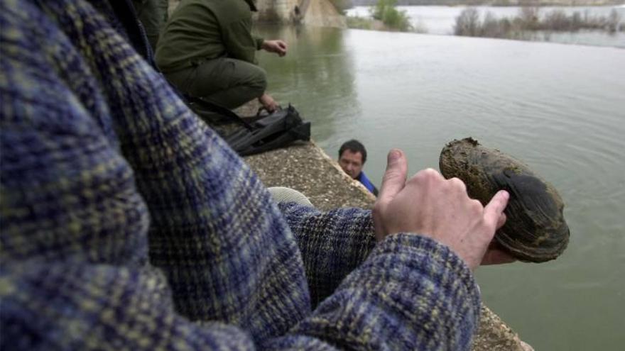 Detectada primera &quot;Margaritifera&quot; viva en el cauce del Ebro en La Rioja