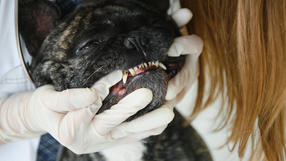 Revisión de la dentadura de un bulldog.
