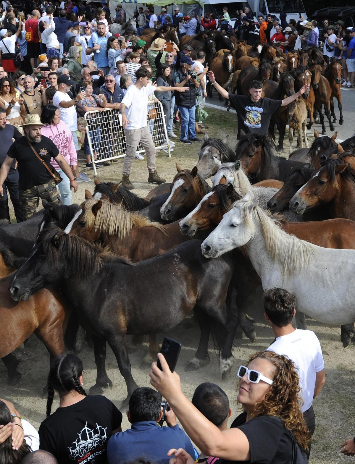 Pistoletazo de salida a la Rapa de Sabucedo 2024