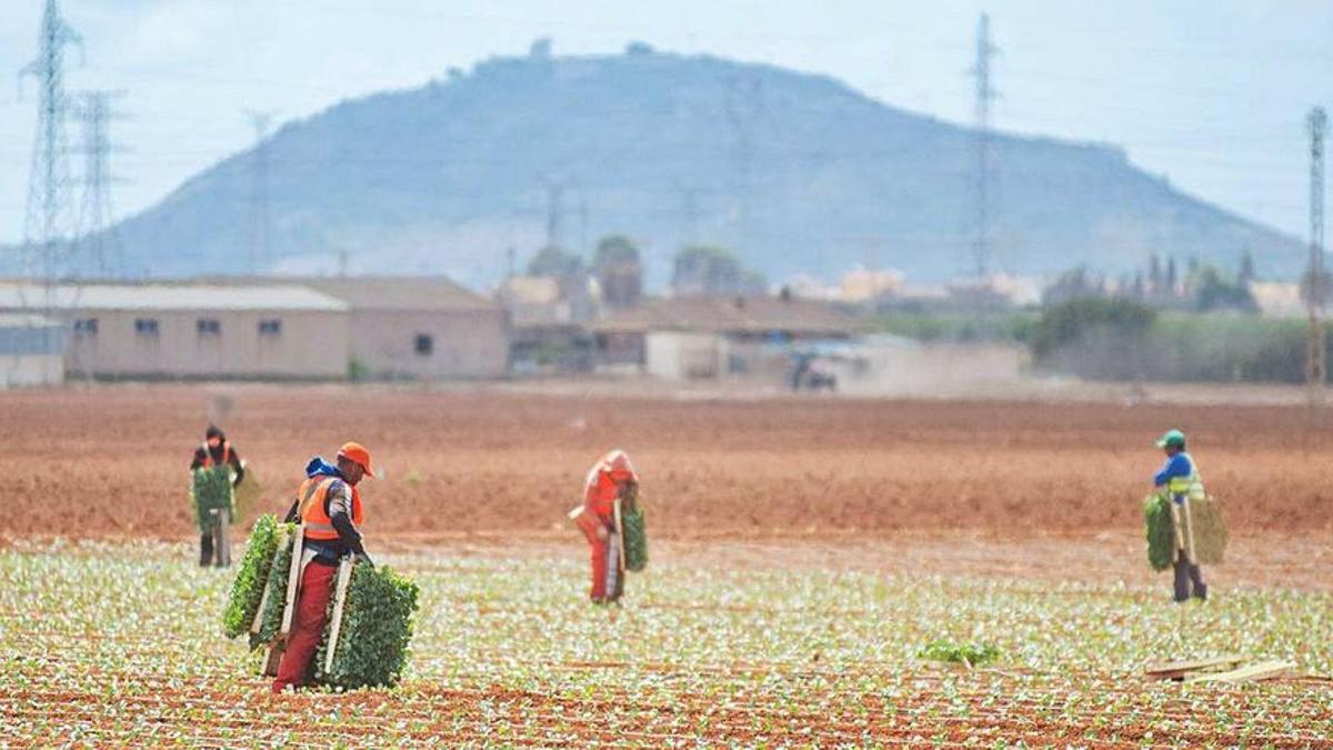 Peones agrícolas trabajando el campo.