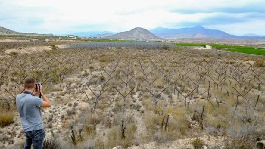 Novelda licita la finca de experimentación agraria tras 20 años de abandono