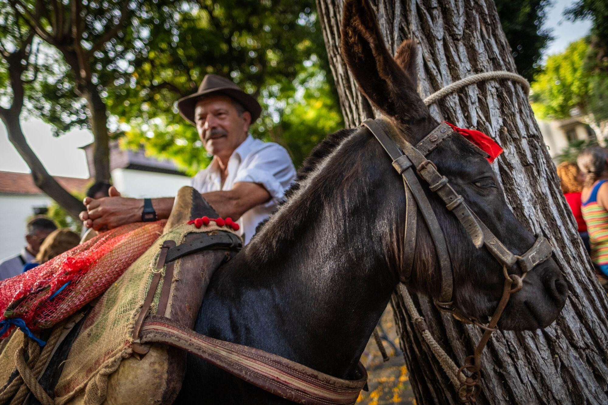 Día de los burros en La Laguna