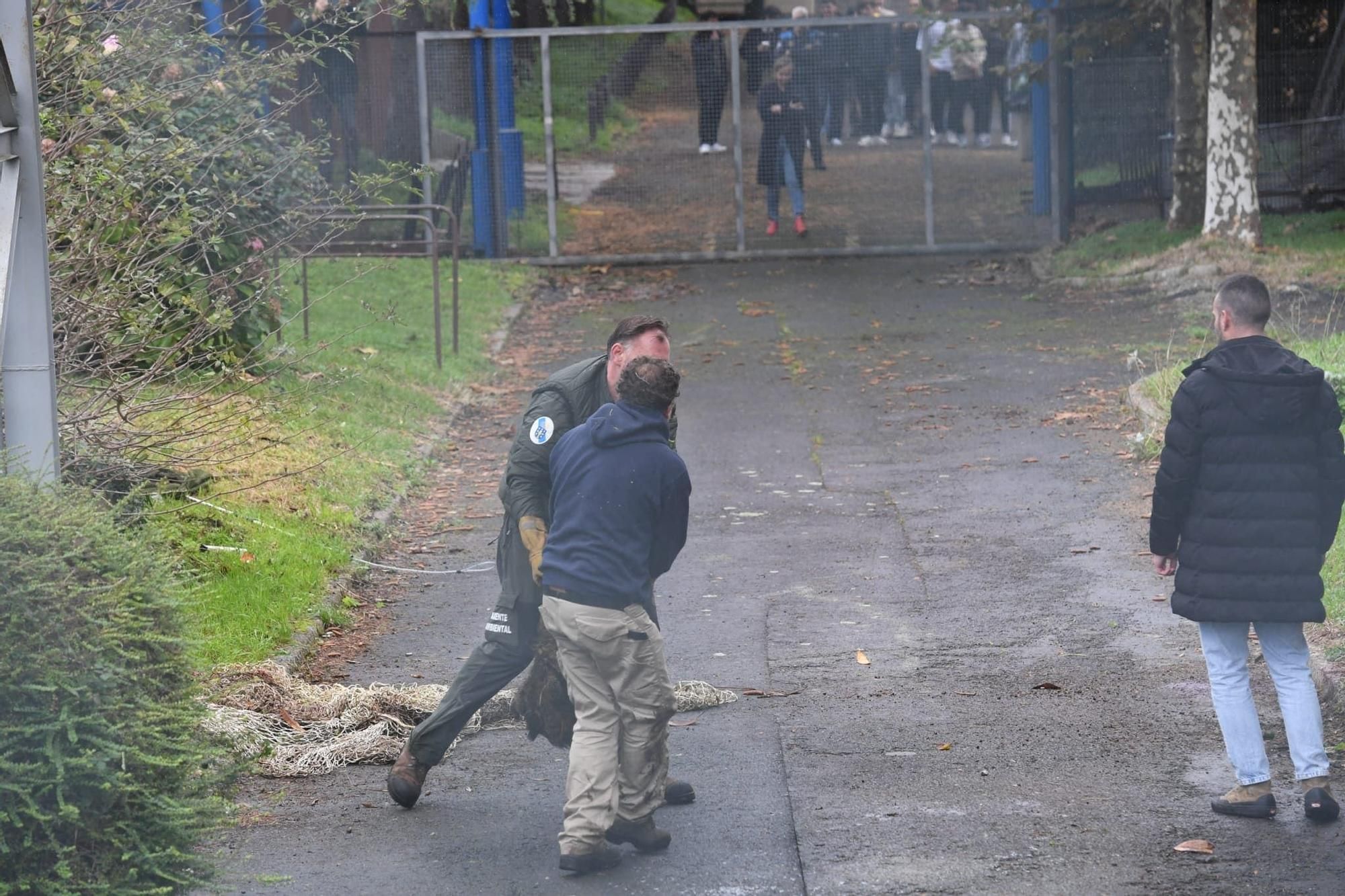 Cazados tres jabalíes en un instituto de A Coruña