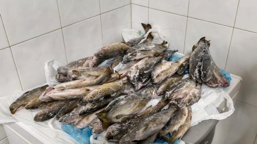 La Xunta decomisa 11 kilos de truchas ilegales en un restaurante de Silleda