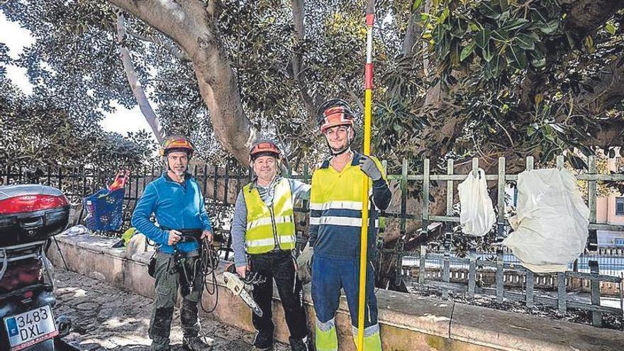 Tres operarios realizaron ayer trabajos de mantenimiento en el ficus catalogado de La Misericòrdia.