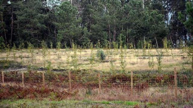 Zona repoblada con frondosas en terrenos de Salcedo. // R.V.