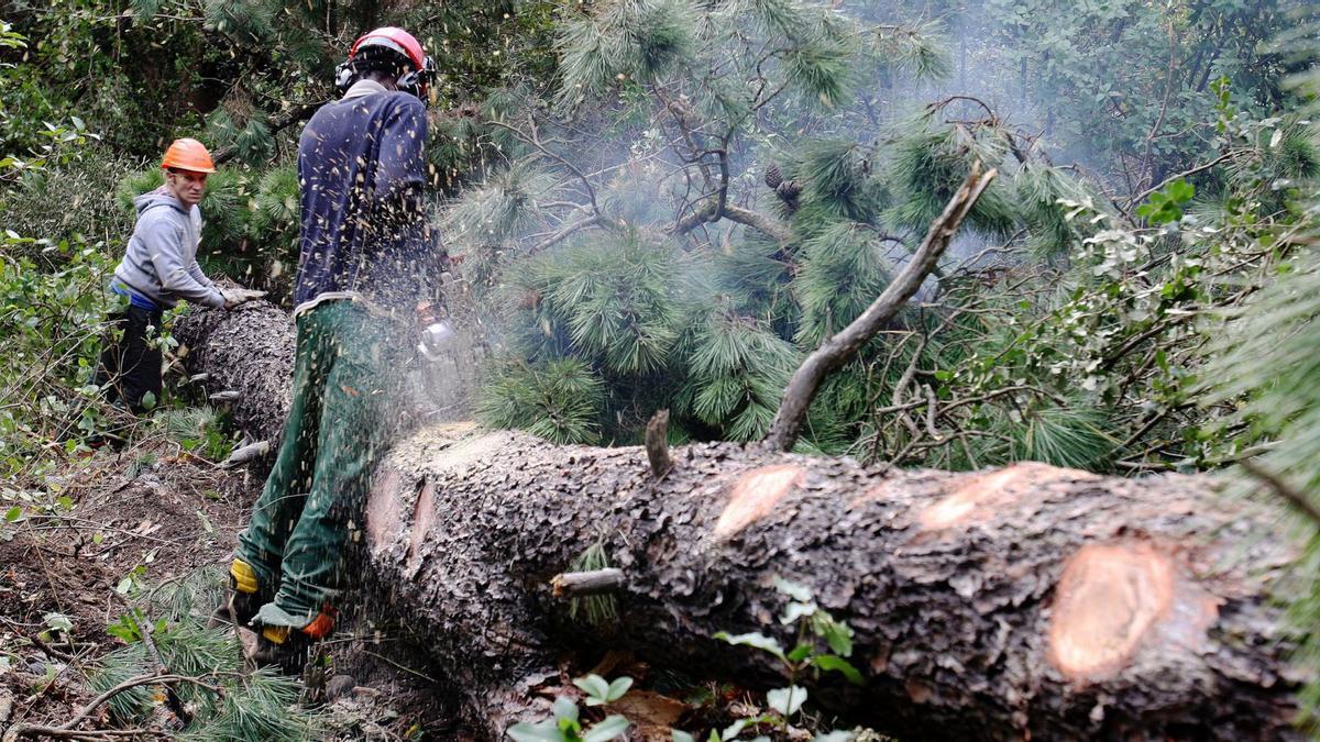 Imatge d’arxiu de treballadors d’una empresa de gestió forestal treballant en un bosc. | RICARD CUGAT